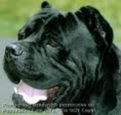 Product picture learn how to have a healty dog 